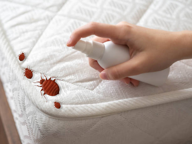 Professional Pest Control in Loch Lomond, VA