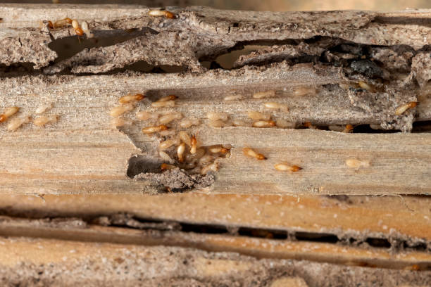 Pest Control Cost in Loch Lomond, VA